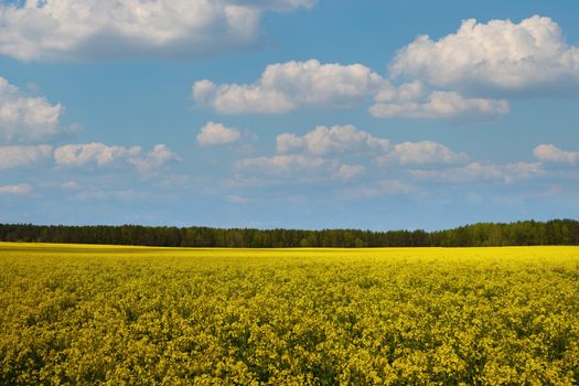 Blooming yellow rapeseed field in spring or summer