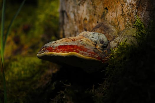 A mushroom grows on the trunk of a tree and moss