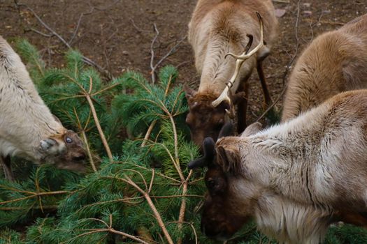 Deer eat green fragrant pine branches of pine in the forest