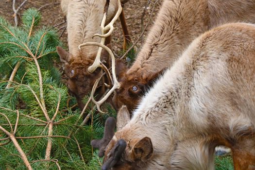 Deer eat green fragrant pine branches of pine in the forest