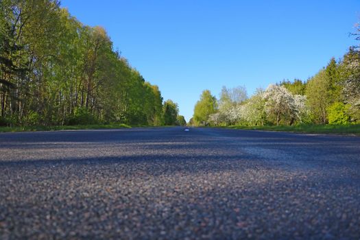 Bottom view of the asphalt and green trees along the road