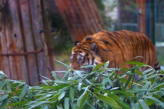 Out of focus. Blurred background. View of an adult tiger