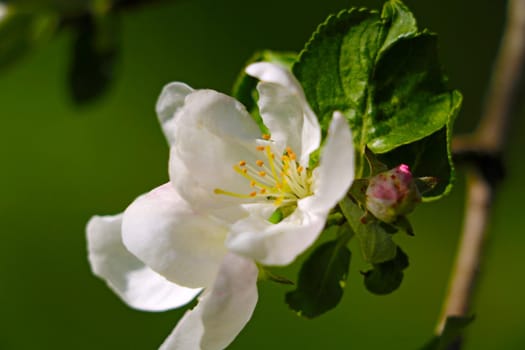 Blooming branch of apple tree in the garden in spring