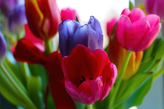 Beautiful fresh tulips in a bouquet. Holiday