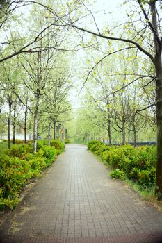 Asphalt road landscape with tree walk on the sides. Nobody