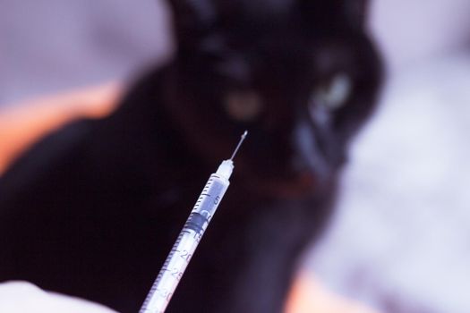 Syringe with insulin and black cat background. No people