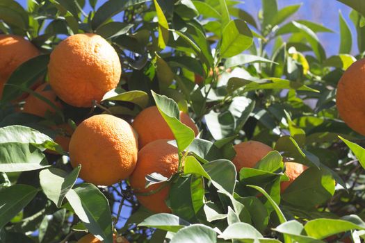 Orange tree in the sun with very green leaves. No people