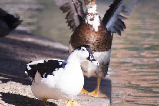 Duck living in an artificial city pond. No people