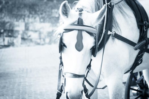 White horse used to pull a tourist cart. No people