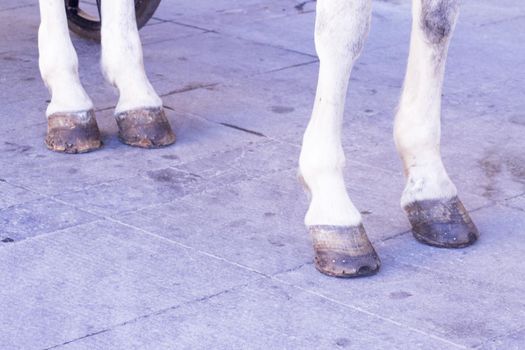 White horse legs on asphalt. No people
