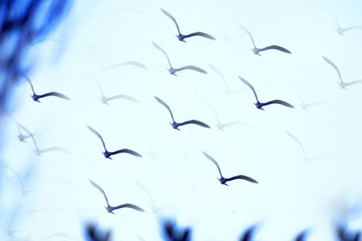 Seagull silhouette flying over blue sky. No people
