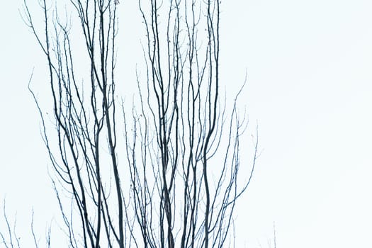 Tree branches on blue sky background. No people