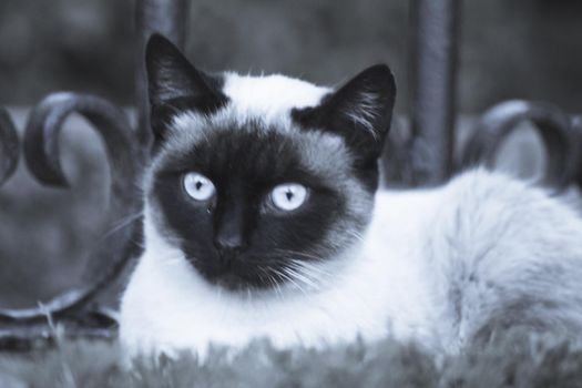 Siamese cat with blue eyes lying on the street. No people