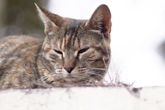 Tabby cat lying in the grass. Squinting. No people
