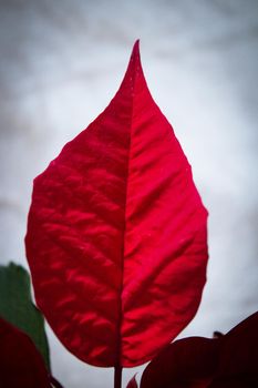 Poinsettia in red. No people. Copy space