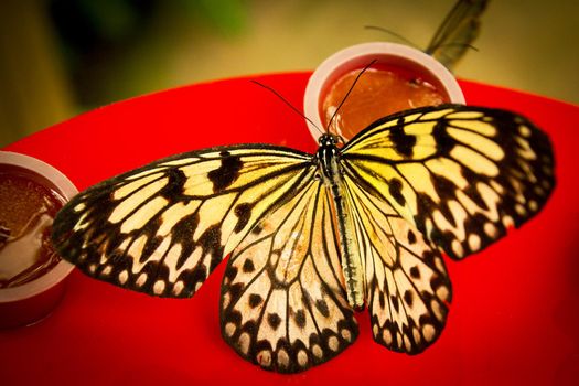 Black and orange open butterfly. No people