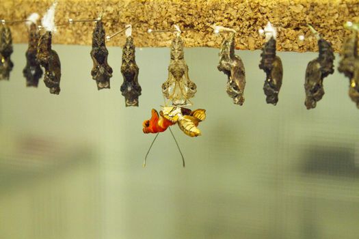 Birth of a metamorphosis butterfly. No people