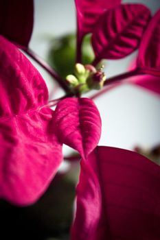 Poinsettia in red. No people. Copy space