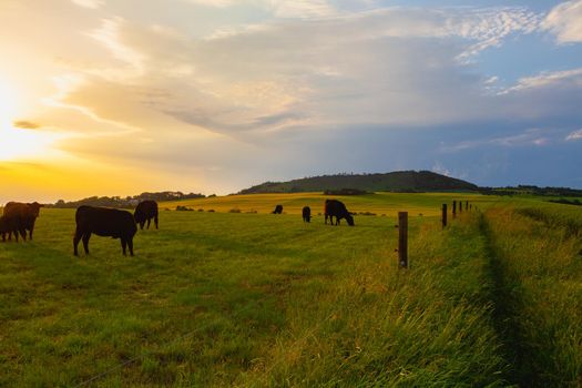 On the pasture in Central Bohemian Highlands, Czech Republic. Central Bohemian Uplands  is a mountain range located in northern Bohemia. The range is about 80 km long