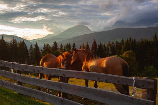 Two horses and Dachstein mountain and summer valley views from Almwelt Austria resort. Almwelt Austria is located 7 km from the city Schladming. The nicely furnished rooms are set in chalets.