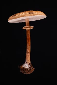 One levitating parasol mushroom (macrolepiota procera) on a black background.