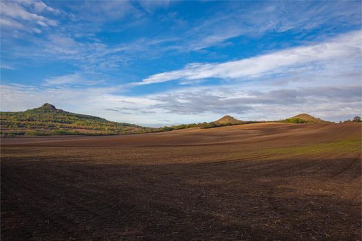 View of field divided into sectors by wheat varieties.  Central Bohemian Uplands, Czech Republic.