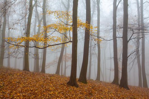 Beautiful forest on a foggy autumn day. Autumnal mysterious forest trees with yellow leaves.