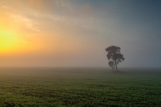 Memorable tree on the field in the morning, mist. Czech Republic.