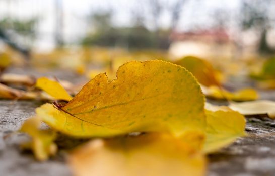 autumn leaves on the ground macro close up