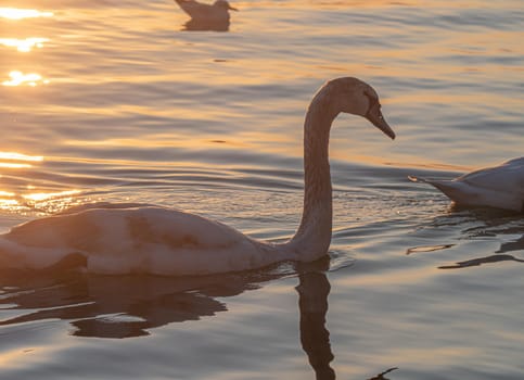 Beautiful View Of A Graceful Swan In Lake