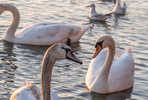 Beautiful View Of A Graceful Swan In Lake