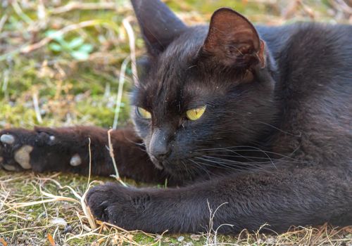 Close Up Of A Black Cat Lying On The Grass