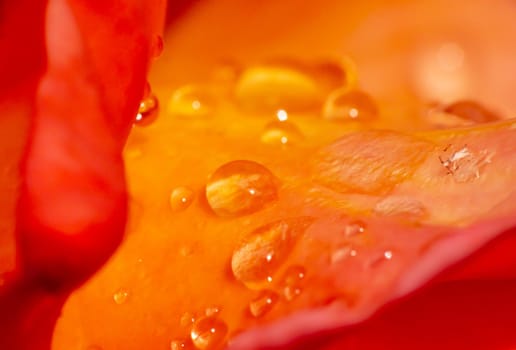 orange roses in the garden with raindrops close up