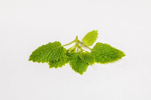 Fresh leaves of a plant lemon balm green on a white background. Close-up