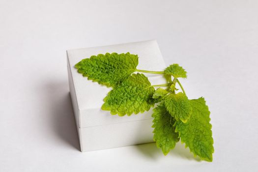 Fresh leaves of a plant lemon balm green on a white background. Close-up