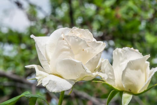 white roses in the garden macro, close up