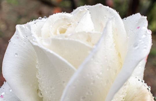 white roses in the garden with raindrops, macro