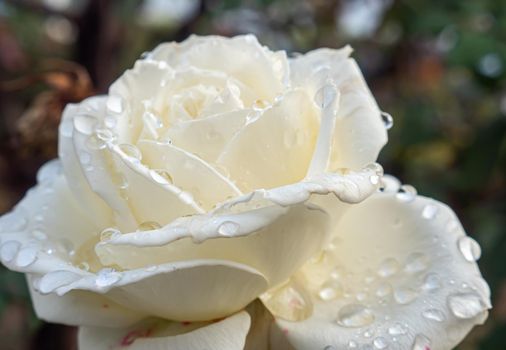 white roses in the garden with raindrops, macro