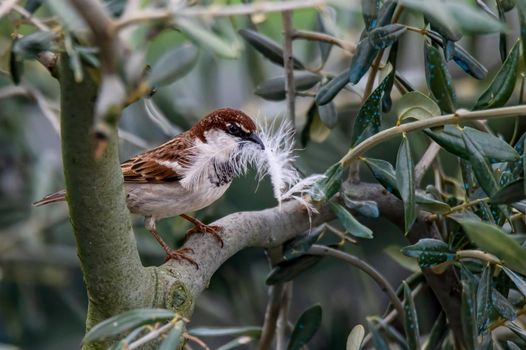 sparrow with feather in the mouth to make the nest