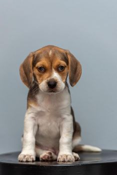 Smile adorable beagle puppy sitting.