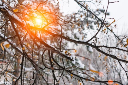 Sunlight shining through the linden branches in the forest in spring