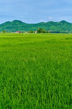 Impressive landscape green rice field with mountains in the background.