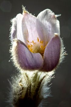 Spring Crocus Sunlit rim lighting beauty purple