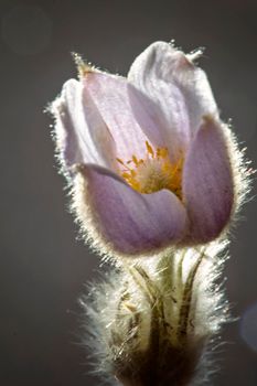 Spring Crocus Sunlit rim lighting beauty purple