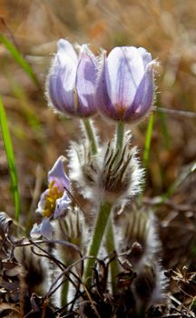 Spring Crocus Sunlit rim lighting beauty purple