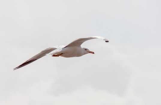 Seagull in Flight  close up Saskatchewan Canada