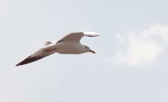 Seagull in Flight  close up Saskatchewan Canada