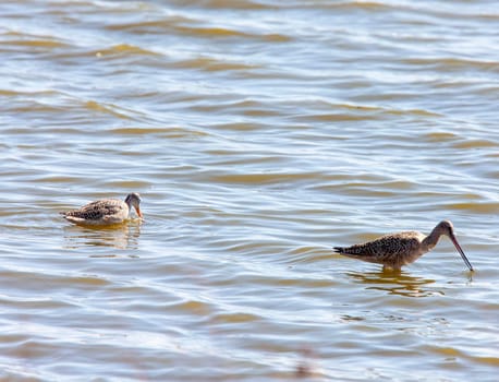 Marbled Godwit in Water Northern Saskatchewan Canada
