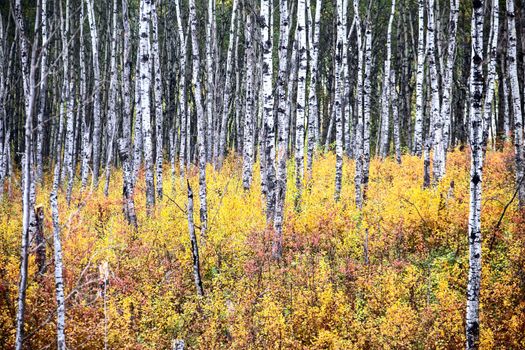 Aspen Trees Autumn Saskatchewan Canada fall colors