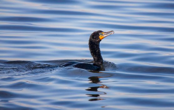 Cormorant in Lake in Saskatchewan Canada Summer